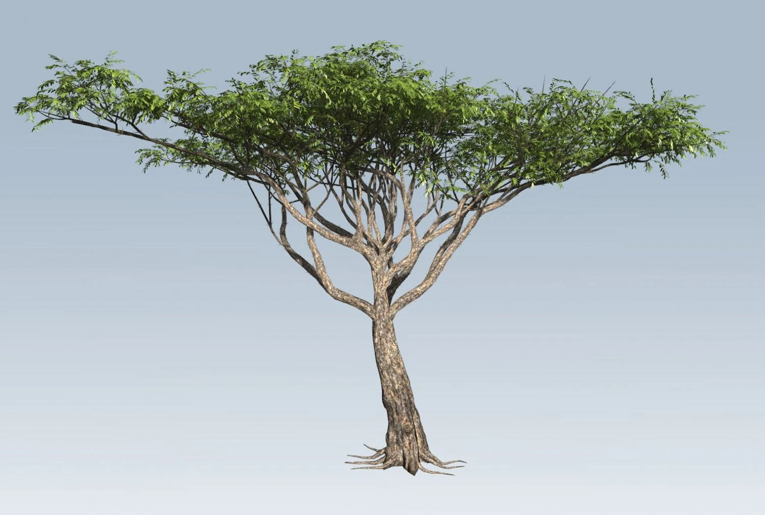 albero di acacia Modello 3D .c4d .max .obj .3ds .fbx .stl .blend 