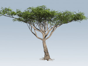 acacia tree 3D Модель