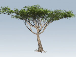 アカシアの木 3Dモデル