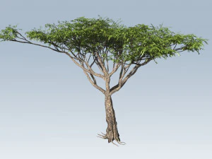 albero di acacia Modello 3D