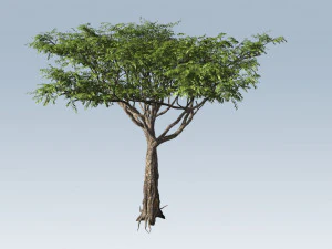 albero di acacia Modello 3D