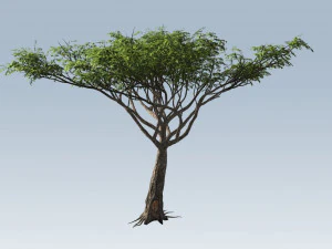 albero di acacia Modello 3D