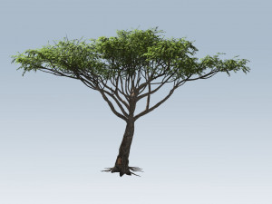 acacia tree Modelo 3D