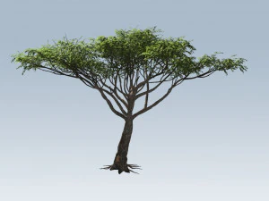 albero di acacia Modello 3D