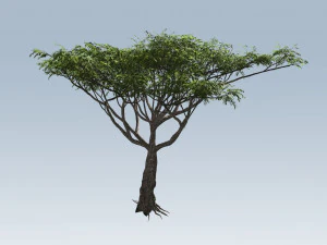 albero di acacia Modello 3D