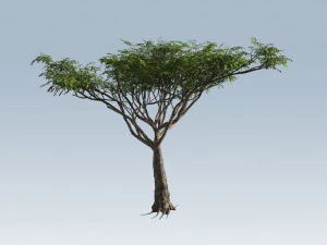 albero di acacia Modello 3D