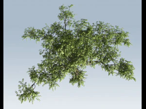 albero di acacia Modello 3D