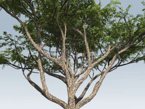 albero di acacia Modello 3D