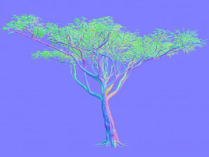 albero di acacia Modello 3D
