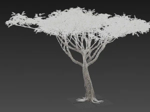 albero di acacia Modello 3D