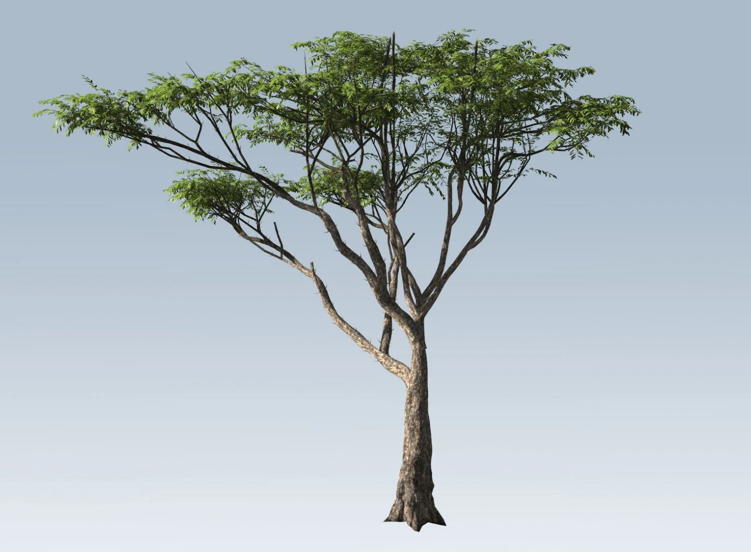 albero di acacia Modello 3D .c4d .max .obj .3ds .fbx .stl .blend 