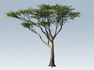 acacia tree 3Dモデル
