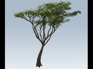 albero di acacia Modello 3D