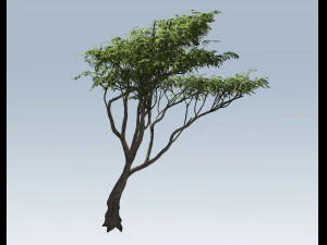 albero di acacia Modello 3D