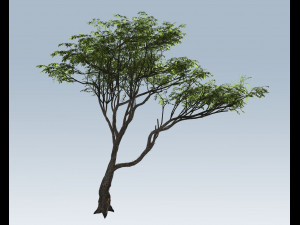 acacia tree 3D Model