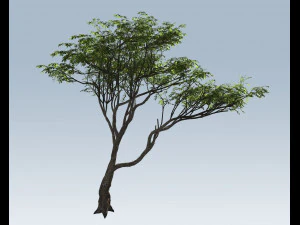 albero di acacia Modello 3D