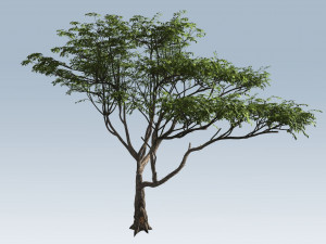 acacia tree 3D Model