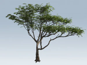 albero di acacia Modello 3D