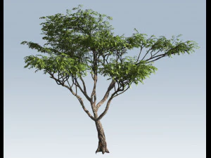 albero di acacia Modello 3D