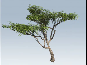 albero di acacia Modello 3D