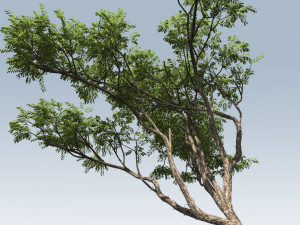 acacia tree 3D Model