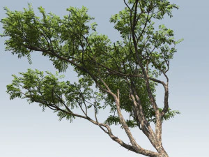 albero di acacia Modello 3D