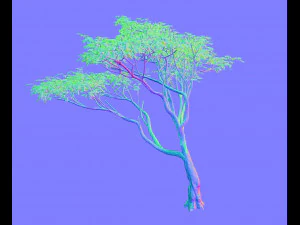 albero di acacia Modello 3D