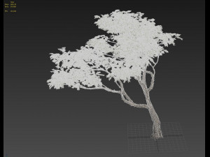 acacia tree 3D Model