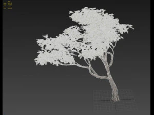 albero di acacia Modello 3D