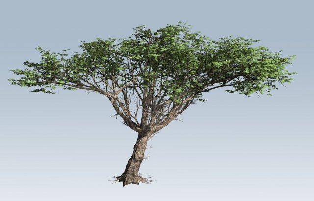 acacia tree 3D Model .c4d .max .obj .3ds .fbx .stl .blend 