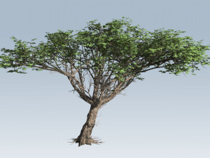 acacia tree 3D 모델