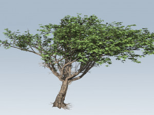 acacia tree 3D Model