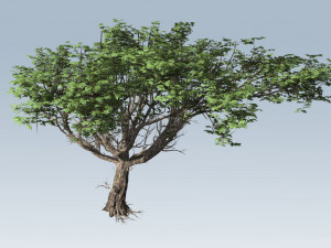 acacia tree 3D Model
