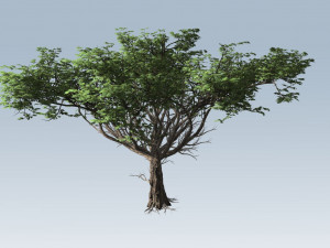 acacia tree 3D Model
