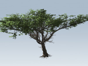 acacia tree 3D Model