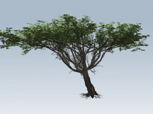 acacia tree 3D Model