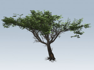 acacia tree 3D Model
