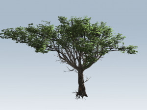 acacia tree 3D Model