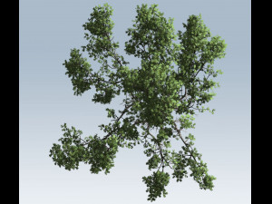 acacia tree 3D Model