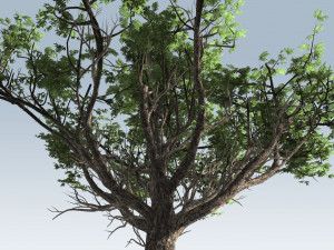acacia tree 3D Model