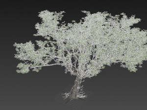 acacia tree 3D Model
