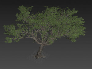 acacia tree 3D Model
