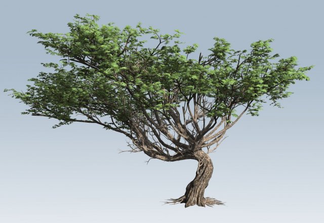 acacia tree Model 3D .c4d .max .obj .3ds .fbx .stl .blend 
