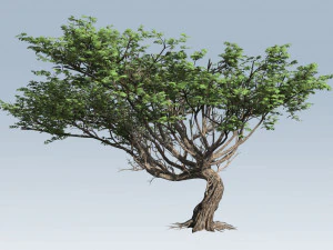 дерево акації 3D Модель