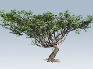 acacia tree Model 3D