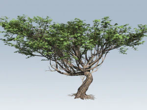 albero di acacia Modello 3D