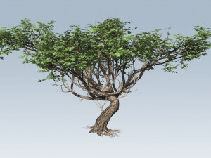 acacia tree Model 3D
