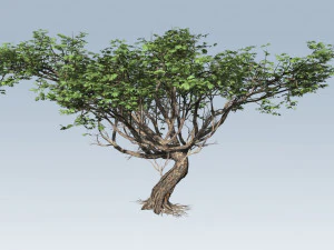 albero di acacia Modello 3D