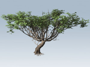 acacia tree Model 3D