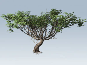 albero di acacia Modello 3D
